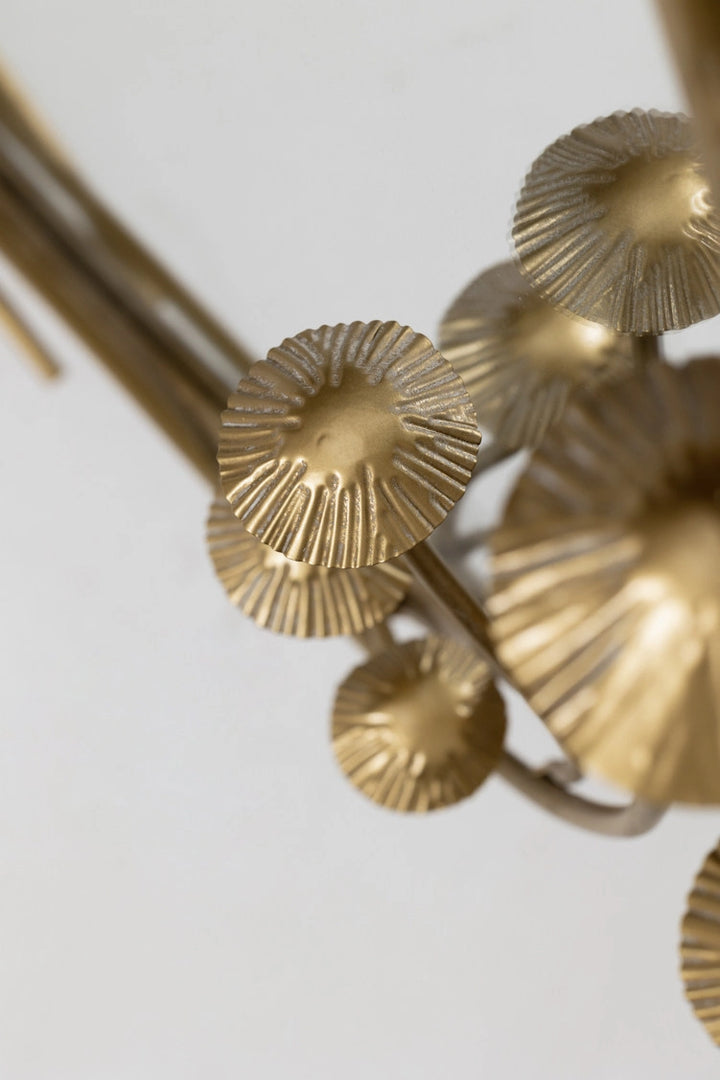 מראה Chanterelle